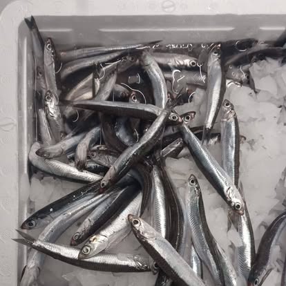 Produit La Dorade Royale