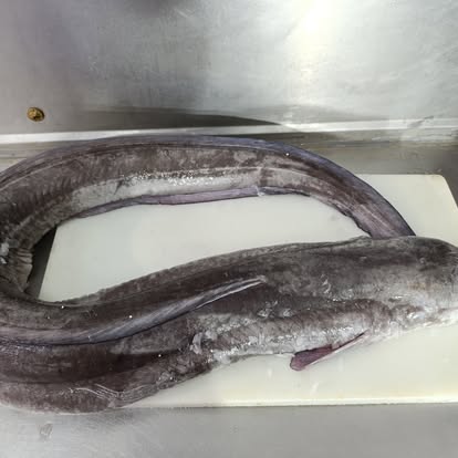 Produit La Dorade Royale
