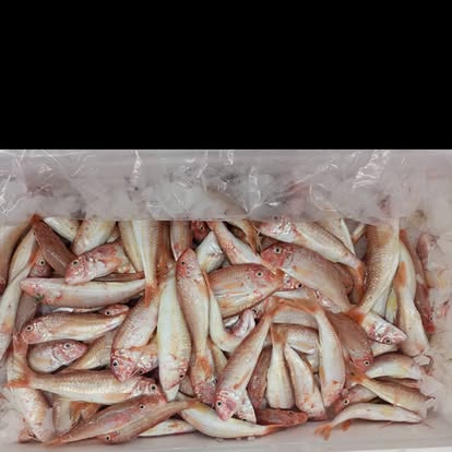 Produit La Dorade Royale