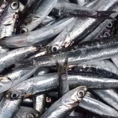 Produit La Dorade Royale