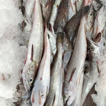 Produit La Dorade Royale