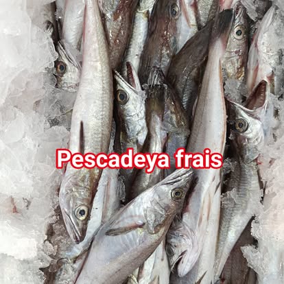 Produit La Dorade Royale