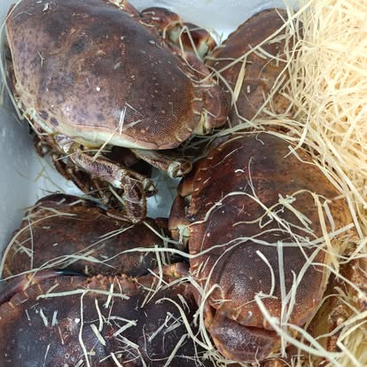 Produit La Dorade Royale