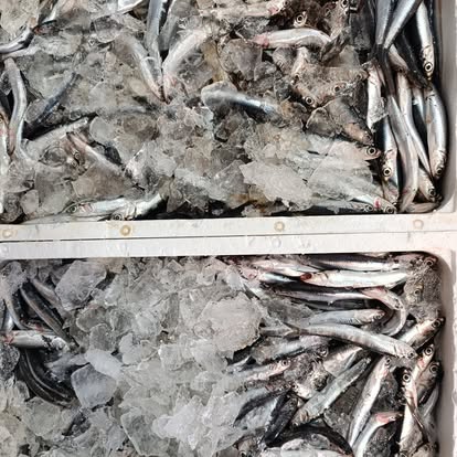 Produit La Dorade Royale