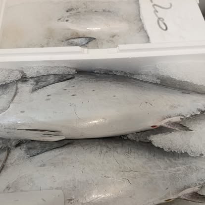 Produit La Dorade Royale