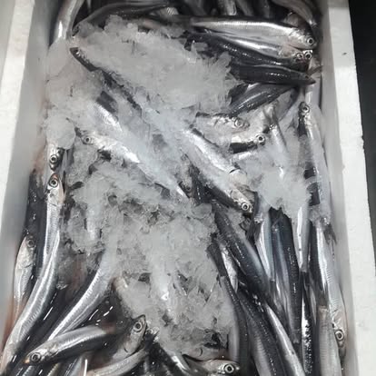 Produit La Dorade Royale
