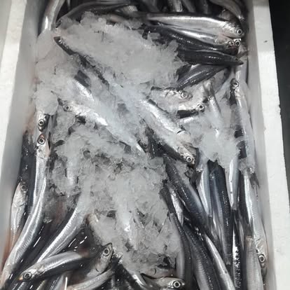 Produit La Dorade Royale