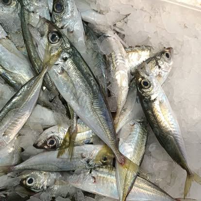 Produit La Dorade Royale