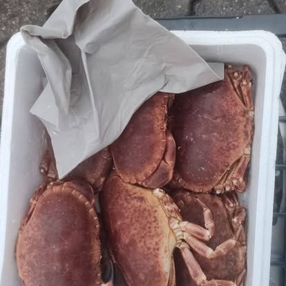Produit La Dorade Royale