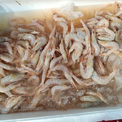 Produit La Dorade Royale